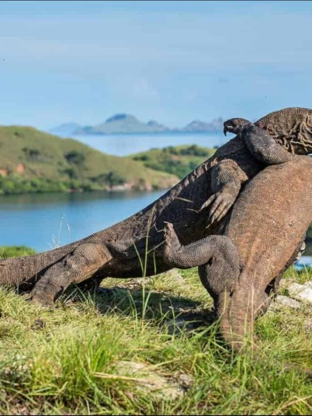 the largest komodo dragon ever