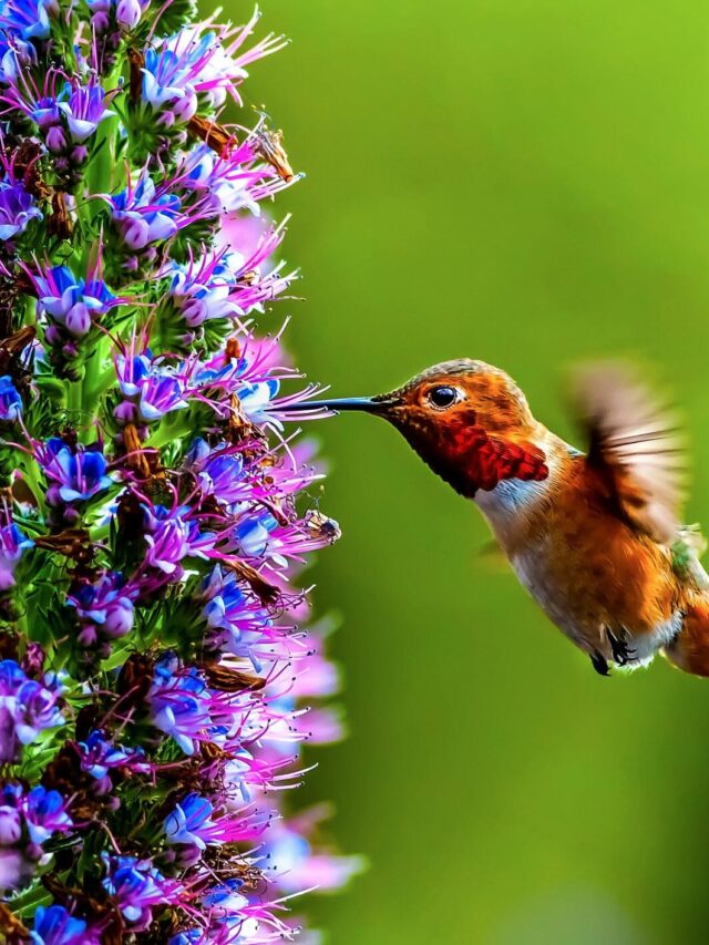 what is the number one flower that attracts hummingbirds